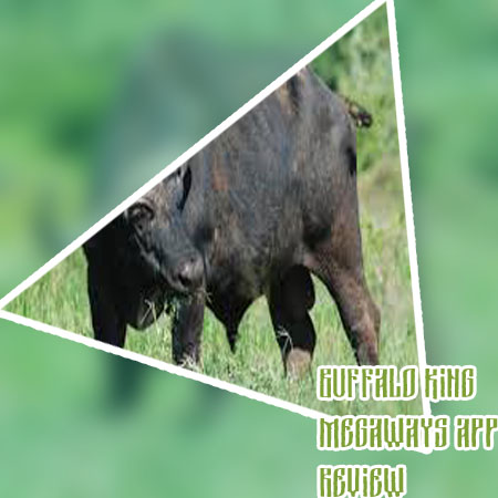 Buffalo king megaways review