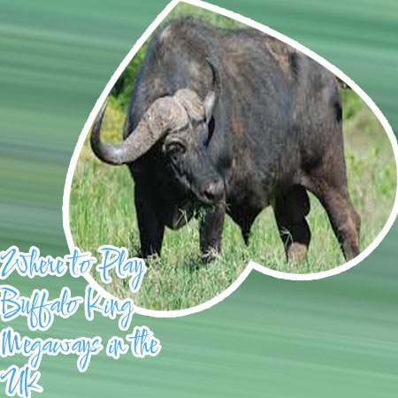 Casino buffalo king megaways